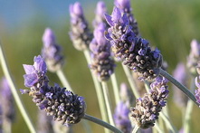 Crimea Lavender 221