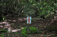 Лес Аокигахара — самое жуткое место Японии