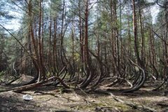 «Танцующий лес» в Шиловском районе